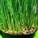 Benefits of Wheatgrass For Your Skin